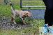 Welpen  24.05.2025 1